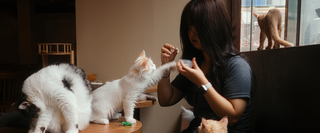 Feeding cats at a cat cafe