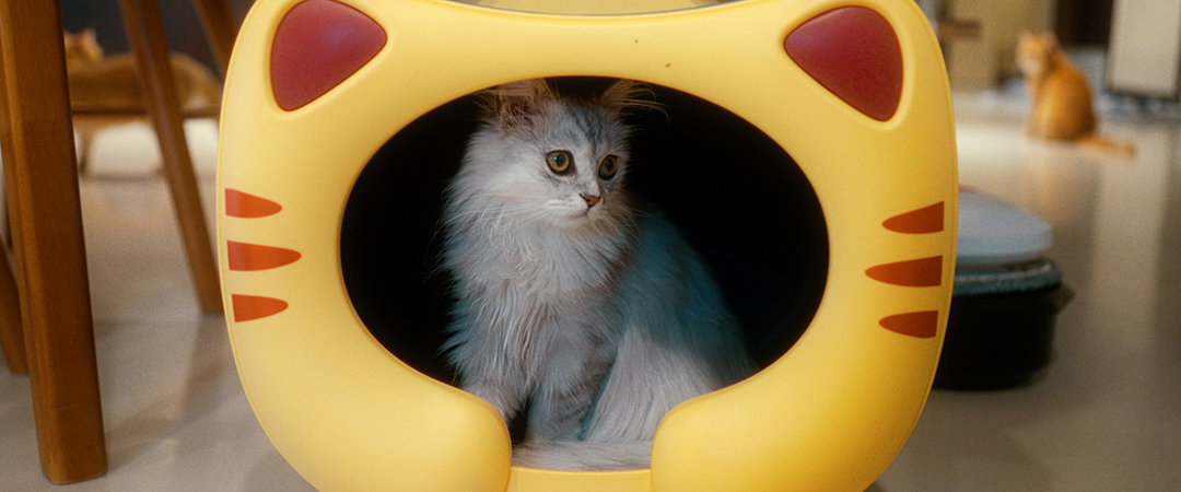 Cat inside a container