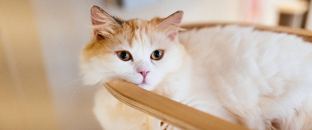 Lazy cat